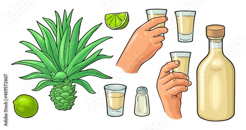 Glass and botlle of tequila. Cactus, salt, lime. Color vector illustration isolated on white