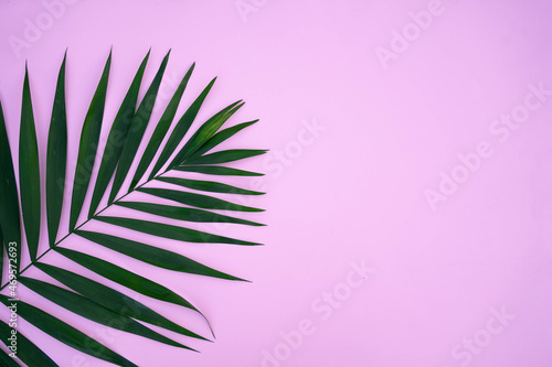 Green leaves of palm tree isolated on pink background