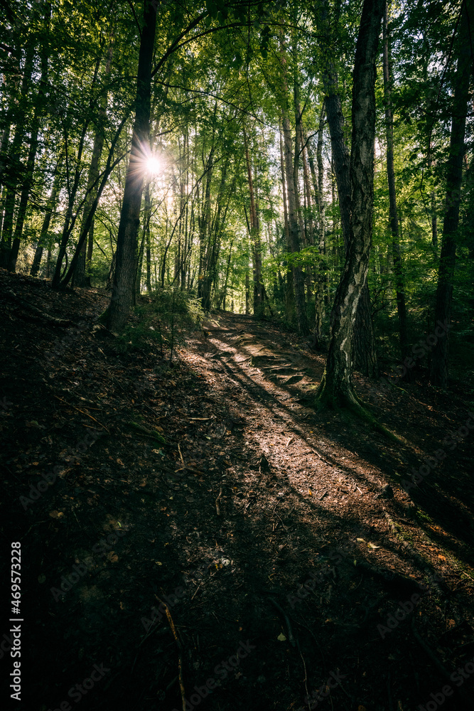 uphill path in the forest with sunlight