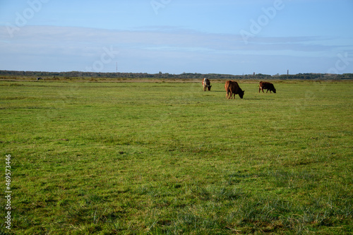 Landwirtschaft auf der Nordseeinsel Borkum. Kühe grasen auf einer saftig grünen Wiese.