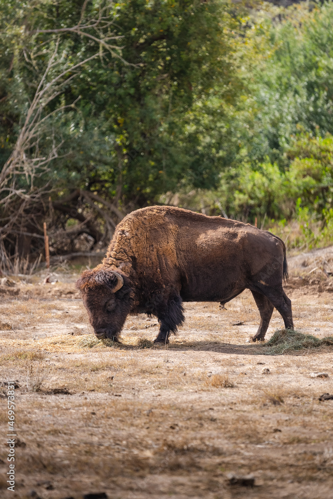 Fototapeta premium Bison in the Wildlands Catalina Island California
