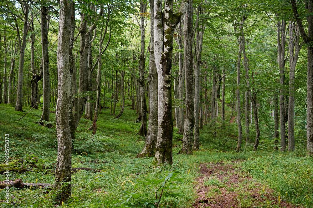 Fototapeta premium Forest trail scene. Woodland path