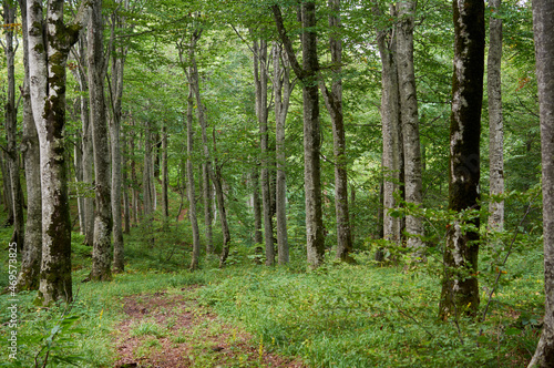 Forest trail scene. Woodland path © Юрий Эйченко