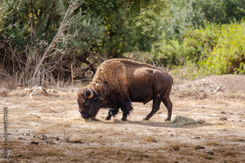Bison in the Wildlands Catalina Island California