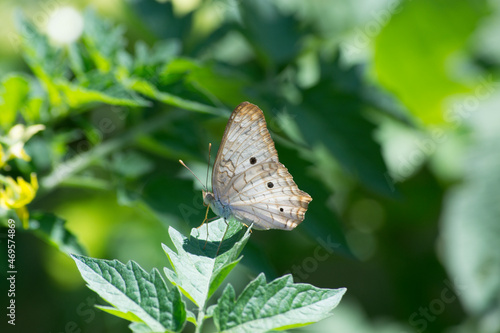 Butterfly Anartia jatrophae under leaves of the cherry tomatoes (Solanum diploclonos) in the city of Rio de Janeiro, Brazil. photo