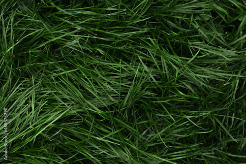 Long green grass with dew drops. Top view.