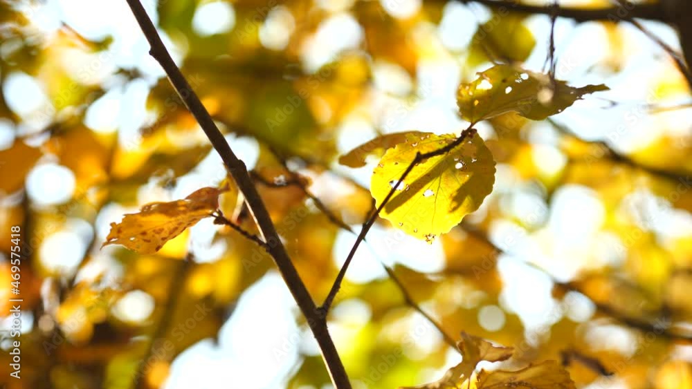 水辺近くの木々の紅葉　11月