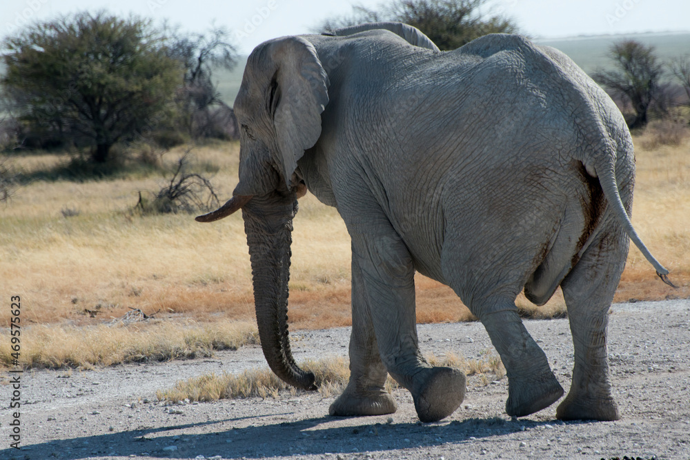 Obraz premium Big african elephant crossing a road. Etosha National Park, Namibia