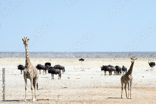Wild animals in Etosha National park with severe drought. Two giraffes, herd of gnus and ostrich. Namibia © Majopez