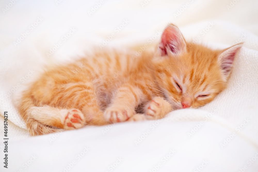 Cute striped ginger kitten sleeping lying white blanket on bed. Concept of adorable little cats. Relax domestic pets.