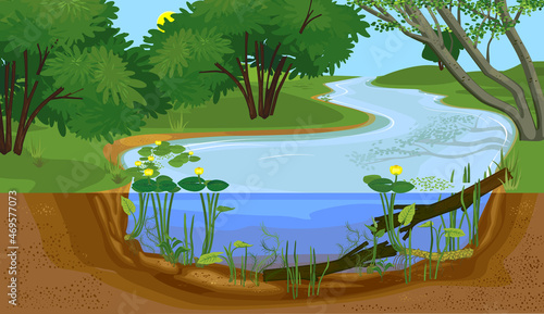 Landscape with cross-section of river. Freshwater river biotope with Yellow water-lily (Nuphar lutea) plants and driftwood in water photo