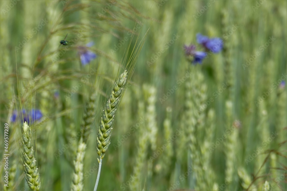 Fototapeta premium Grünes Gerstenfeld mit einzelnen blauen Kornblumen