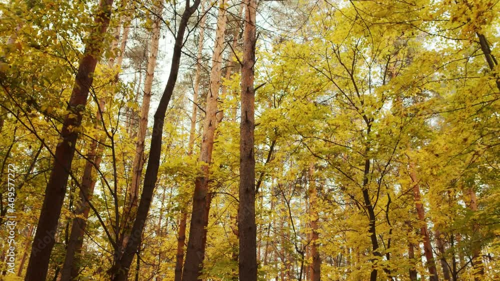 Autumn landscape. Old trees covered with yellow and green leaves in the forest. The concept of nature. Forest lands at the beginning of the autumn season. High quality. 4k footage. Autumn landscape. Old trees covered with yellow and green leaves in the forest. The concept of nature. Forest lands at the beginning of the autumn season. High quality. 4k footage.