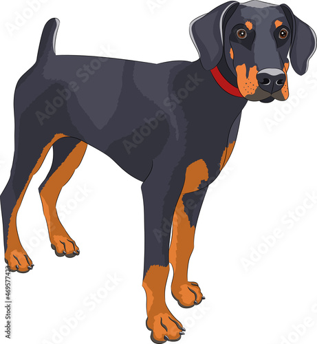 German hunting terrier isolated on white background.