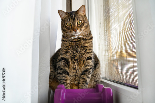 the cat sits by the window next to purple dumbbells