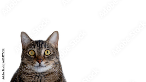 Smiled cat looking to camera with yellow big eyes closeup on white background. Funny face. Total surprised. Space for text. Banner.