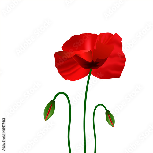 Red poppy flower and buds isolated on white background. Illustration of template for wedding, greeting or invitation card with poppy flowers bouquet. Realistick illustration