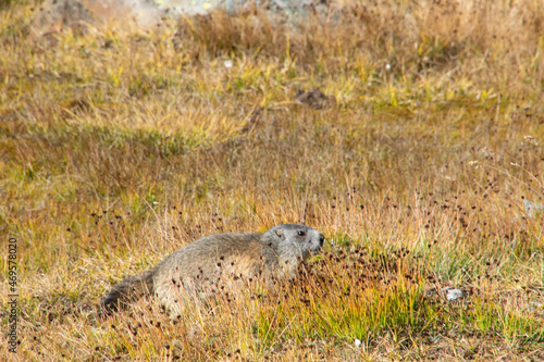 Marmot in the meadow