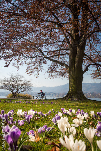 Spring has come - lovely spring day in Zurich, Switzerland photo