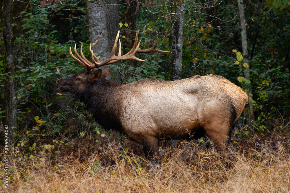 Large bull elk with a giant set of antlers bugling in the woods Large bull elk with a giant set of antlers bugling in the woods