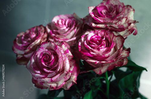 bouquet of pink roses in a morning light