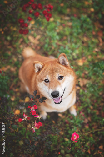 Cute Orange shiba inu dog breed pet photo portrait