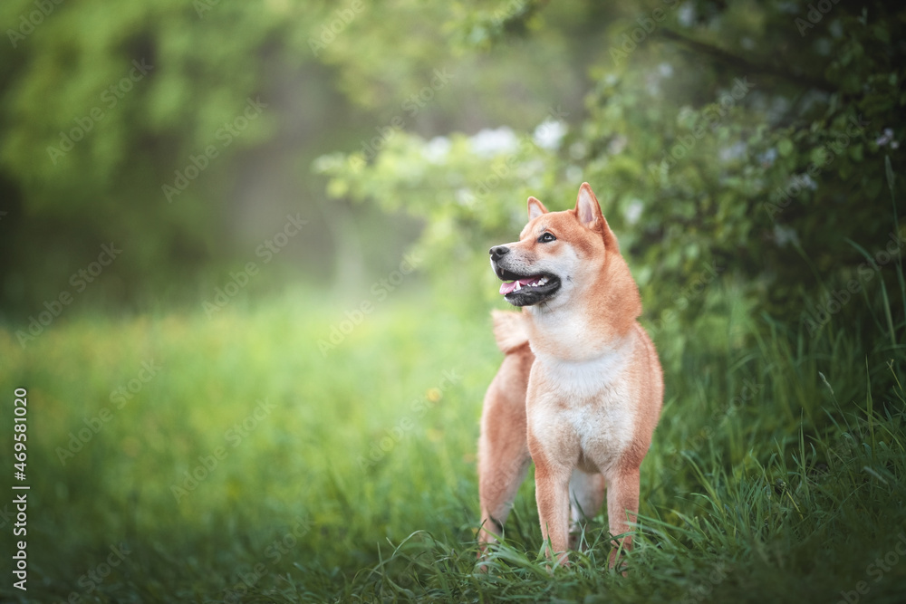 Cute Orange shiba inu dog breed pet photo portrait Cute Orange shiba inu dog breed pet photo portrait