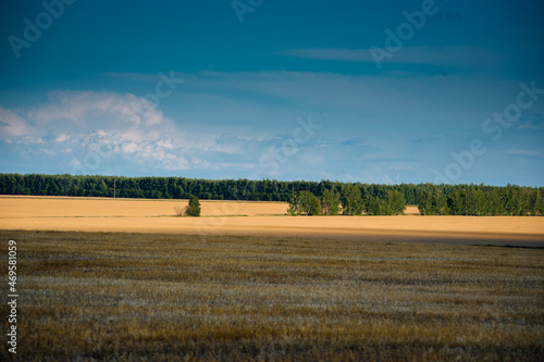 A yellow field of rye with a blue sky