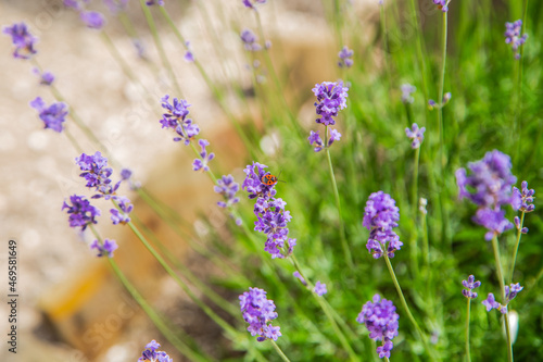 Lavender flowers are bright purple in close-up  in the background. . High quality photo