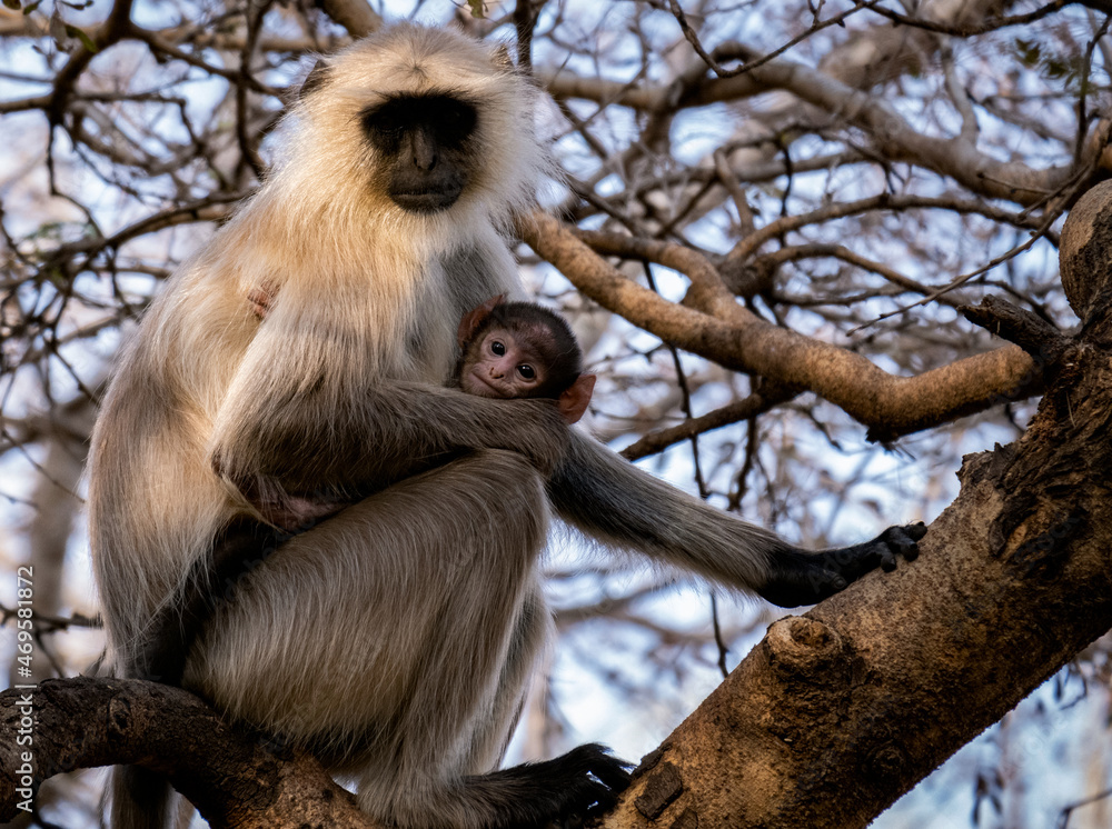 Motherhood - A monkey with her baby, at dusk. 
Location - Ranthambore National Park. 