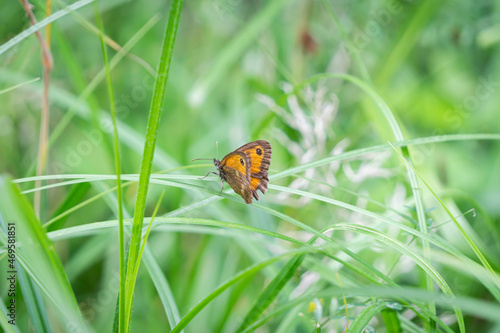 Meadow brown butterfly on grass