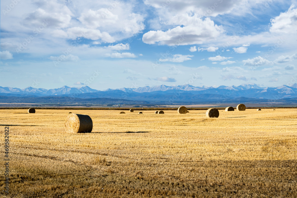 Round hay bales on the Alberta prairies with the Canadian Rocky mountains background