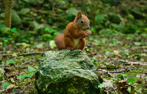 Squirrel in the park