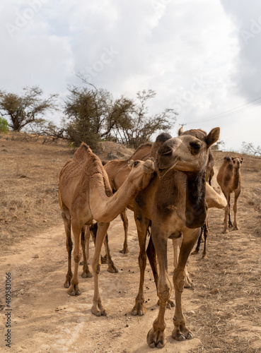 Fototapeta Naklejka Na Ścianę i Meble -  A group of camels crosses the Oman desert 