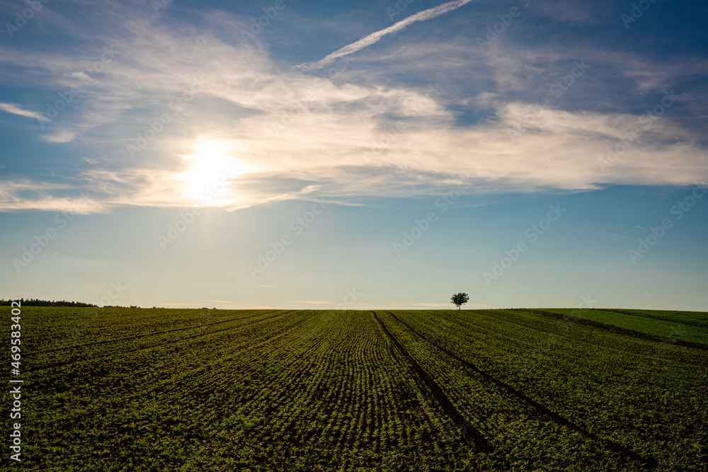 Naklejka premium Sonne, Feld, Baum, Wolken, Himmel