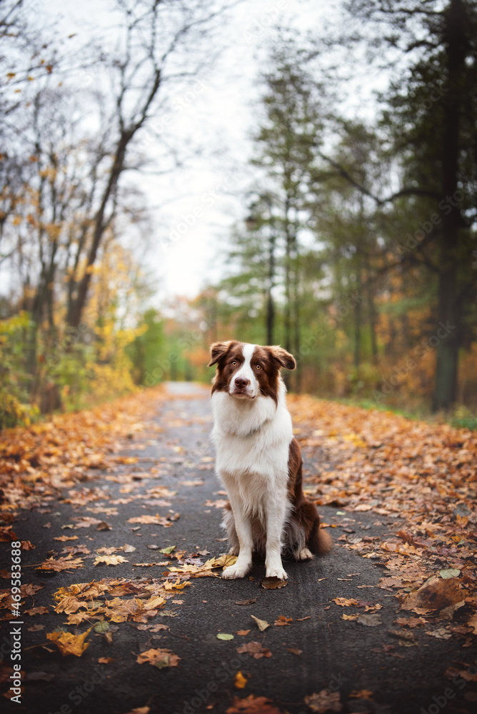 Brown Border Collie autumn mood pet photography Brown Border Collie autumn mood pet photography