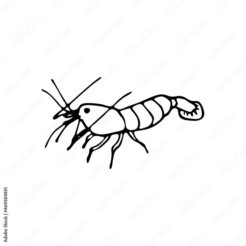 Doodle sea shrimp. Inhabitant of the coral reef. Crustacean animal of the ocean, seabed, oceanarium. Hand drawn thin line art vector illustration. Isolated simple element. Doodle sea shrimp. Inhabitant of the coral reef. Crustacean animal of the ocean, seabed, oceanarium. Hand drawn thin line art vector illustration. Isolated simple element.