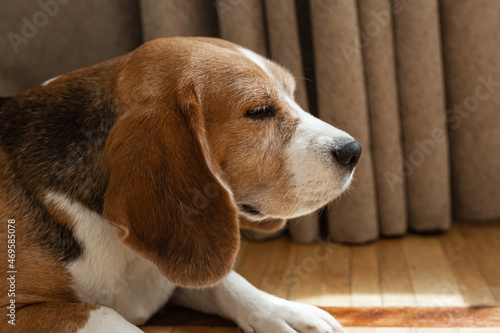 Domestic dog, beagle breed. Beagle pedigree mammal sleeps on the floor.