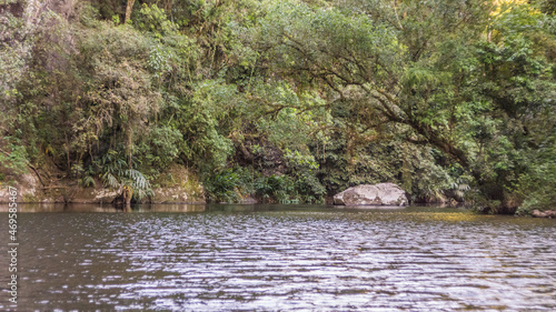 river in the forest