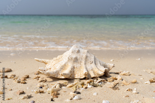 seashell on the tropical beach