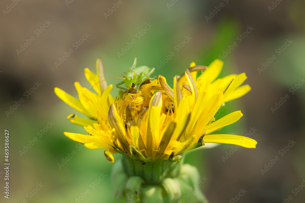 The great green bush-cricket's nymph (lat. Tettigonia viridissima), of the family Tettigoniidae.
