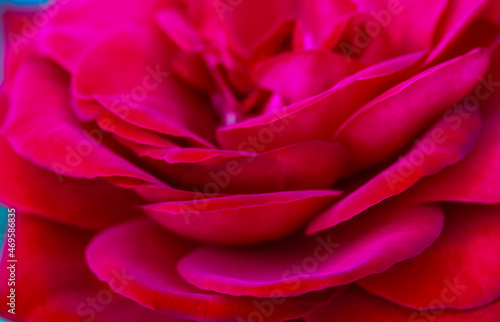 Delicate red rose petals. Macro shot of an unfurled fragrant rosebud in spring or summer garden. Tender, virgin beauty of nature concept. Background for a flower store. Abstract floral backdrop.