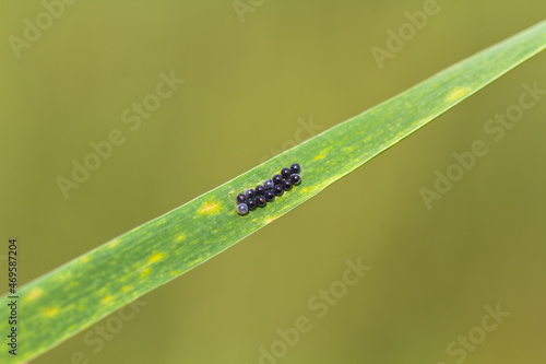 Pest eggs laid on wheat leaves. Beetle eurygaster integriceps. photo
