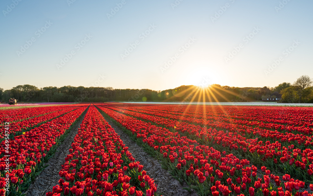 Field of tulips and windmill during sunset