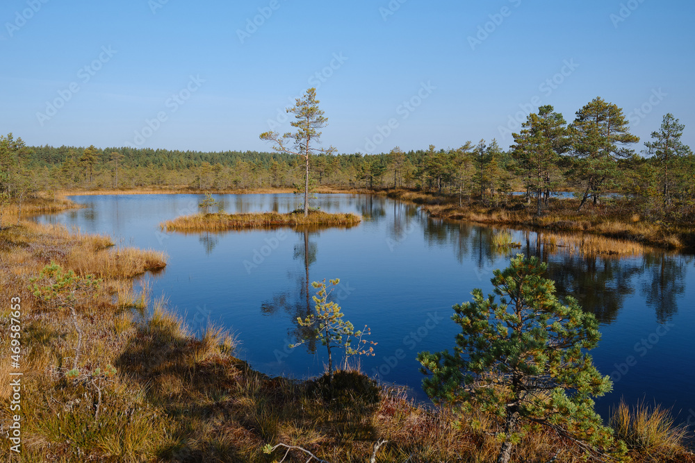 Fototapeta premium Beautiful natural landscape in Lahemaa National Park in Estonia. Viru Raba swamp in autumn. Travel and exploration. Tourism and travel concept image, fresh and relaxing image of nature