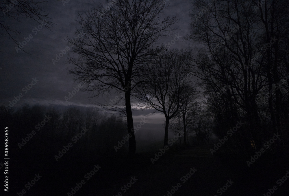 fields and forests at night