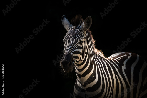 A zebra closeup creative edit  copy space
