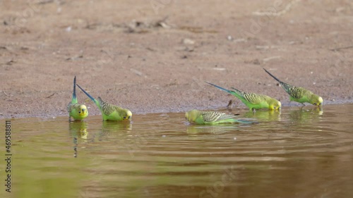 slow motion pan of a budgerigar flock drinking at redbank waterhole near alice springs in the northern territory photo