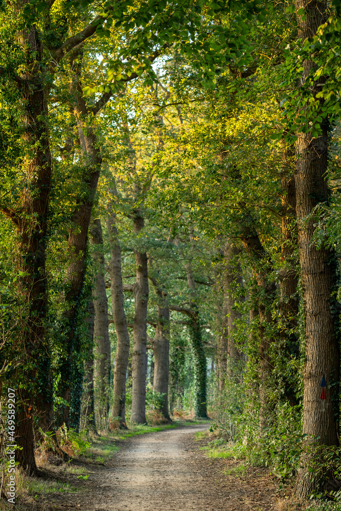 Footpath in the woods in early autumn 