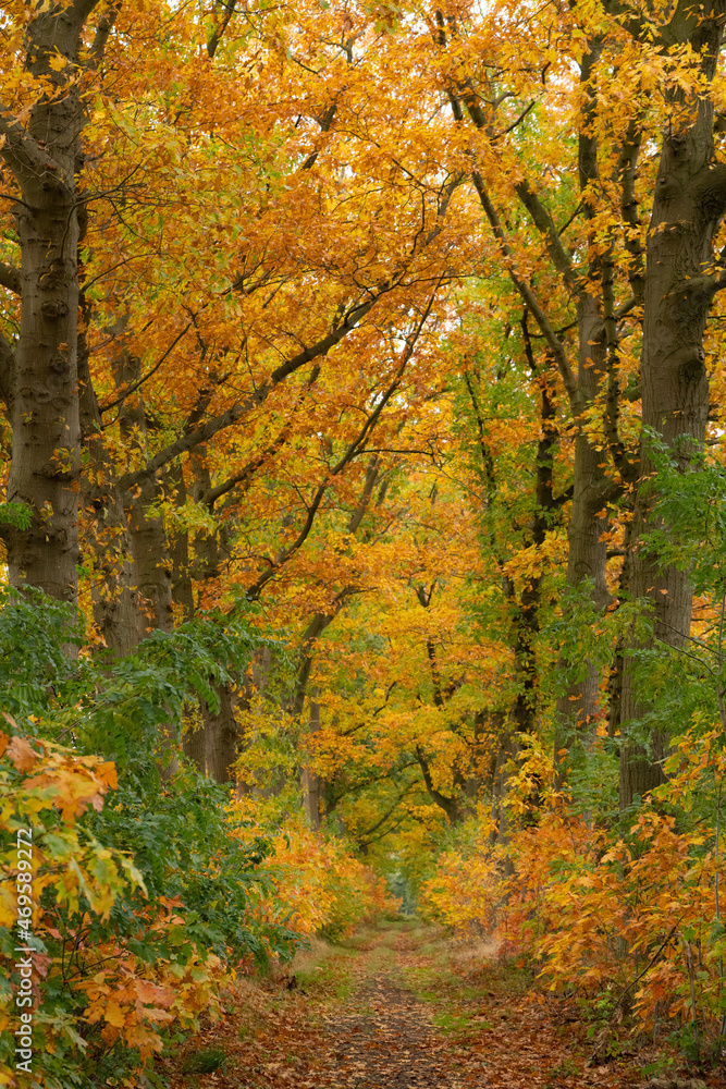 Autumn colours in the woods, forest in the netherlands Autumn colours in the woods, forest in the netherlands